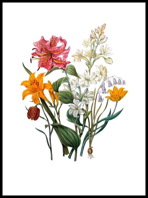 ALP F13072 The Lily Tribe (Antique Prints)